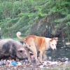 Cani porci e
