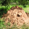 Termitaio