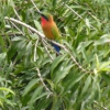I colori del Kingfisher
