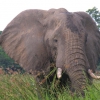 A pochi metri dal gigante della savana