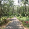 la foresta di caucciu' di Panaceppally