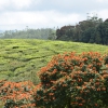 Le colline del the nel Kerala