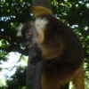 Bellissimo esemplare di femmina di lemuri
