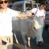 Francesca , Giuditta e la mucca sacra