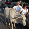 Giuditta , il Dr George e la mucca sacra