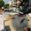 Matilde , Marta e la mucca sacra