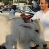 Matteo e la mucca sacra