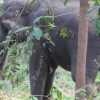 Elefante indiano 1
