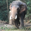 Elefante indiano 2