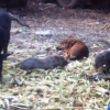 E nel giardino del commissariato i maiali stanno ... a mangiare