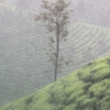 Colline del the in Kerala